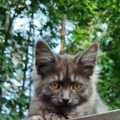 Подробнее об объявлении «Удельная Найдена кошка» Фото: найдена кошка  «Удельная Найдена кошка» в г. Удельная