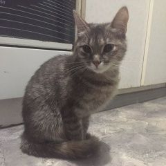 Подробнее об объявлении «Москва Найдена кошка перово» Фото: найдена кошка  «Москва Найдена кошка перово» в г. Москва