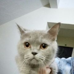 Подробнее об объявлении «Москва Найдена кошка орехово-борисово южное» Фото: найдена кошка  «Москва Найдена кошка орехово-борисово южное» в г. Москва