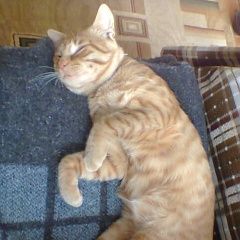 Подробнее об объявлении «Найден котик Оренбург» Фото: найдена кошка  «Найден котик Оренбург» в г. Оренбург