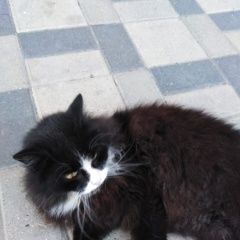 Подробнее об объявлении «Москва Найден кот чёрный пушистый новые ватутинки» Фото: найдена кошка  «Москва Найден кот чёрный пушистый новые ватутинки» в г. Москва