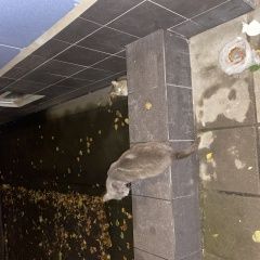 Подробнее об объявлении «Москва Найдена кошка» Фото: найдена кошка  «Москва Найдена кошка» в г. Москва