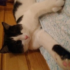 Подробнее об объявлении «Найден кот ласковый.. Санкт-Петербург» Фото: найдена кошка  «Найден кот ласковый.. Санкт-Петербург» в г. Санкт-Петербург