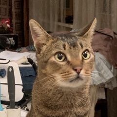 Подробнее об объявлении «Москва Найдена кошка.. на ул. зацепа (павелецкая)» Фото: найдена кошка  «Москва Найдена кошка.. на ул. зацепа (павелецкая)» в г. Москва