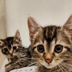 Подробнее об объявлении «Краснодар Найдена кошка котята ищут дом» Фото: найдена кошка  «Краснодар Найдена кошка котята ищут дом» в г. Краснодар