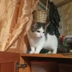 Подробнее об объявлении «Найдена кошка Санкт-Петербург» Фото: найдена кошка  «Найдена кошка Санкт-Петербург» в г. Санкт-Петербург