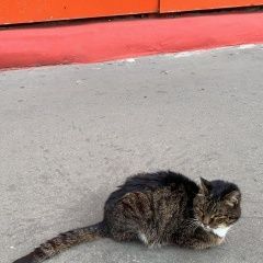 Подробнее об объявлении «Москва Найден кот, похож на пароду мейн-кун» Фото: найдена кошка  «Москва Найден кот, похож на пароду мейн-кун» в г. Москва