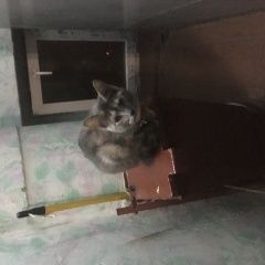 Подробнее об объявлении «Найдена кошка на науки проспект, д.30 Санкт-Петербург» Фото: найдена кошка  «Найдена кошка на науки проспект, д.30...» в г. Санкт-Петербург