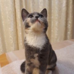 Подробнее об объявлении «Найдена кошка котенок 5 месяцев Звенигород» Фото: найдена кошка  «Найдена кошка котенок 5 месяцев Звенигород» в г. Звенигород