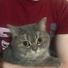 Подробнее об объявлении «Ярославль Найдена кошка серая» Фото: найдена кошка  «Ярославль Найдена кошка серая» в г. Ярославль