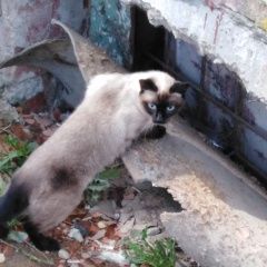 Подробнее об объявлении «Найдена кошка или кот  Смоленск» Фото: найдена кошка Сиамская «Найдена кошка или кот  Смоленск» в г. Смоленск