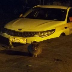 Подробнее об объявлении «Химки Найдена кошка» Фото: найдена кошка  «Химки Найдена кошка» в г. Химки