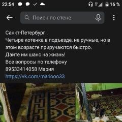 Подробнее об объявлении «Найдена кошка котята Санкт-Петербург» Фото: найдена кошка  «Найдена кошка котята Санкт-Петербург» в г. Санкт-Петербург