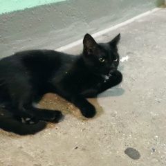 Подробнее об объявлении «Москва Найдена кошка котенок, около 4х месяцев, черный» Фото: найдена кошка  «Москва Найдена кошка котенок, около 4х месяцев,...» в г. Москва