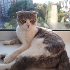 Подробнее об объявлении «Найдена кошка кошечка Чебоксары» Фото: найдена кошка  «Найдена кошка кошечка Чебоксары» в г. Чебоксары