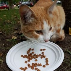 Подробнее об объявлении «Москва Найден кот на ул. багрицкого» Фото: найдена кошка  «Москва Найден кот на ул. багрицкого» в г. Москва