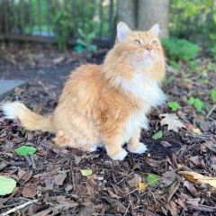 Подробнее об объявлении «Найдена кошка рыжая кошка ( кот) Санкт-Петербург» Фото: найдена кошка  «Найдена кошка рыжая кошка ( кот) Санкт-Петербург» в г. Санкт-Петербург