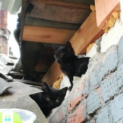 Подробнее об объявлении «Коломна Найдена кошка ищем дом» Фото: найдена кошка  «Коломна Найдена кошка ищем дом» в г. Коломна