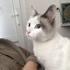 Подробнее об объявлении «Найден кот или кот Санкт-Петербург» Фото: найдена кошка  «Найден кот или кот Санкт-Петербург» в г. Санкт-Петербург