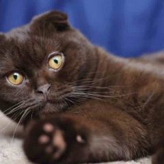 Подробнее об объявлении «Найдена кошка вислоухая Санкт-Петербург» Фото: найдена кошка  «Найдена кошка вислоухая Санкт-Петербург» в г. Санкт-Петербург