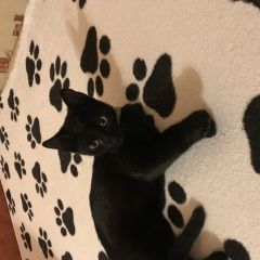 Подробнее об объявлении «Найдена кошка Новороссийск» Фото: найдена кошка  «Найдена кошка Новороссийск» в г. Новороссийск