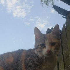 Подробнее об объявлении «Найдена кошка хозяин, найдись Балашиха» Фото: найдена кошка  «Найдена кошка хозяин, найдись Балашиха» в г. Балашиха