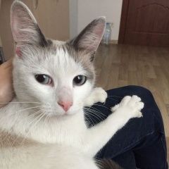 Подробнее об объявлении «Найдена кошка Санкт-Петербург» Фото: найдена кошка  «Найдена кошка Санкт-Петербург» в г. Санкт-Петербург