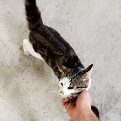 Подробнее об объявлении «Найдена кошка Мытищи» Фото: найдена кошка  «Найдена кошка Мытищи» в г. Мытищи