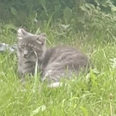 Подробнее об объявлении «Найдена кошка серая кошечка с коротким хвостом Санкт-Петербург» Фото: найдена кошка  «Найдена кошка серая кошечка с коротким хвостом...» в г. Санкт-Петербург