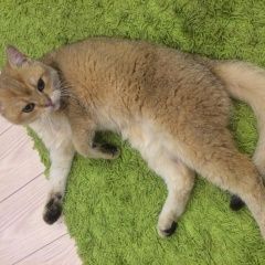 Подробнее об объявлении «Найден кот окрас золотистая шиншилла Уфа» Фото: найдена кошка  «Найден кот окрас золотистая шиншилла Уфа» в г. Уфа