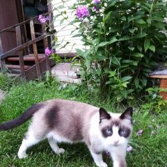 Подробнее об объявлении «Найдена кошка порода похожа на сноу-шу Санкт-Петербург» Фото: найдена кошка Сноу-шу «Найдена кошка порода похожа на сноу-шу...» в г. Санкт-Петербург