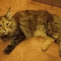 Подробнее об объявлении «Найдена кошка Санкт-Петербург» Фото: найдена кошка Мейн-кун «Найдена кошка Санкт-Петербург» в г. Санкт-Петербург