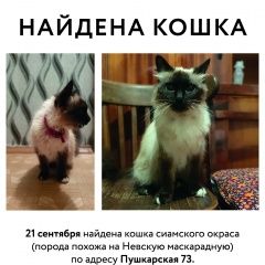 Подробнее об объявлении «Пермь Найдена кошка» Фото: найдена кошка Балинезийская «Пермь Найдена кошка» в г. Пермь