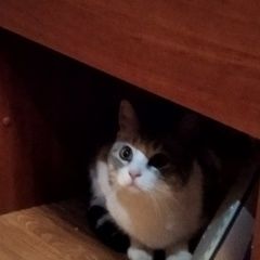 Подробнее об объявлении «Москва Найдена кошка срочно» Фото: найдена кошка  «Москва Найдена кошка срочно» в г. Москва