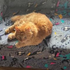 Подробнее об объявлении «Найден кот Солнечногорск» Фото: найдена кошка  «Найден кот Солнечногорск» в г. Солнечногорск