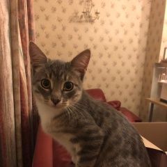 Подробнее об объявлении «Найден кот (котёнок-мальчик в пучково) Троицк» Фото: найдена кошка  «Найден кот (котёнок-мальчик в пучково) Троицк» в г. Троицк