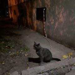 Подробнее об объявлении «Москва Найден кот домашний котик» Фото: найдена кошка  «Москва Найден кот домашний котик» в г. Москва