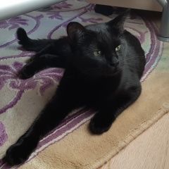 Подробнее об объявлении «Найдена кошка Санкт-Петербург» Фото: найдена кошка  «Найдена кошка Санкт-Петербург» в г. Санкт-Петербург