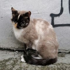 Подробнее об объявлении «Екатеринбург Найдена кошка» Фото: найдена кошка  «Екатеринбург Найдена кошка» в г. Екатеринбург