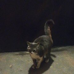Подробнее об объявлении «Москва Найдена кошка или котик домашний» Фото: найдена кошка  «Москва Найдена кошка или котик домашний» в г. Москва
