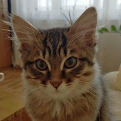 Подробнее об объявлении «Набережные Челны Найдена кошка» Фото: найдена кошка  «Набережные Челны Найдена кошка» в г. Набережные Челны