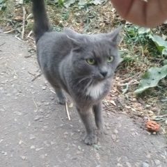 Подробнее об объявлении «Курск Найдена кошка чей хвостик?» Фото: найдена кошка  «Курск Найдена кошка чей хвостик?» в г. Курск