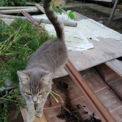 Подробнее об объявлении «Новосибирск Найдена кошка смирнова полный отчёт» Фото: найдена кошка  «Новосибирск Найдена кошка смирнова полный отчёт» в г. Новосибирск