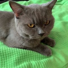 Подробнее об объявлении «Краснодар Найдена кошка британская кошка» Фото: найдена кошка  «Краснодар Найдена кошка британская кошка» в г. Краснодар