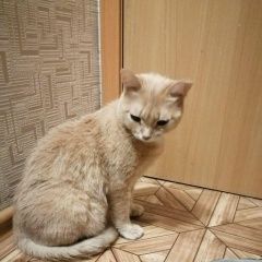 Подробнее об объявлении «Красноярск Найдена кошка» Фото: найдена кошка  «Красноярск Найдена кошка» в г. Красноярск