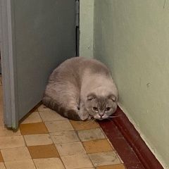 Подробнее об объявлении «Москва Найдена кошка или кот» Фото: найдена кошка  «Москва Найдена кошка или кот» в г. Москва