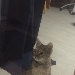 Подробнее об объявлении «Москва Найдена кошка нагорный» Фото: найдена кошка  «Москва Найдена кошка нагорный» в г. Москва