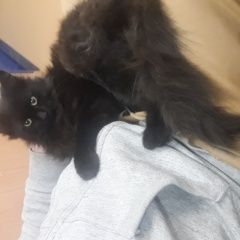 Подробнее об объявлении «Одинцово Найден кот молодой 6-7 мес.» Фото: найдена кошка  «Одинцово Найден кот молодой 6-7 мес.» в г. Одинцово