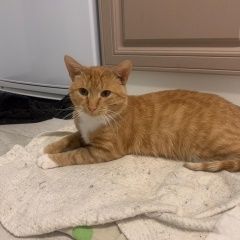 Подробнее об объявлении «Найден кот рыжий кот Долгопрудный» Фото: найдена кошка  «Найден кот рыжий кот Долгопрудный» в г. Долгопрудный