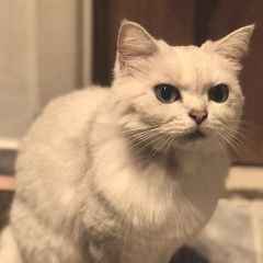 Подробнее об объявлении «Москва Найдена кошка» Фото: найдена кошка  «Москва Найдена кошка» в г. Москва